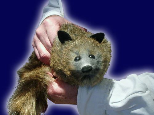 Rocky the Racoon (Synthetic) Rocky the Racoon (Synthetic)