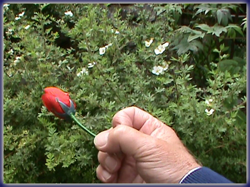 Blumen aus dem Nirgendwo – Flowers from Fingertip Blumen aus dem Nirgendwo – Flowers from Fingertip